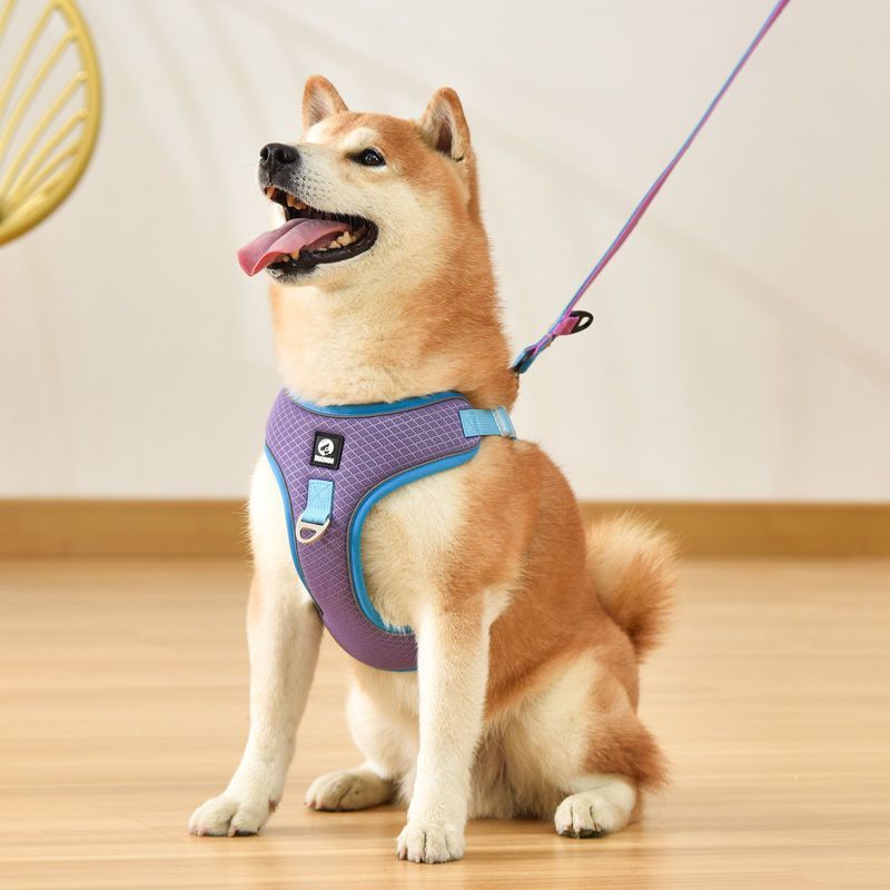 Collars V's Harness: Which Is Best for Your Dog?